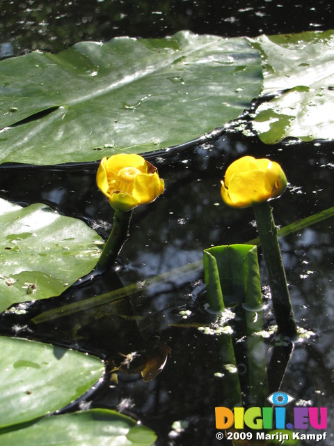 SX06297 yellow water-lily (Nuphar lutea)